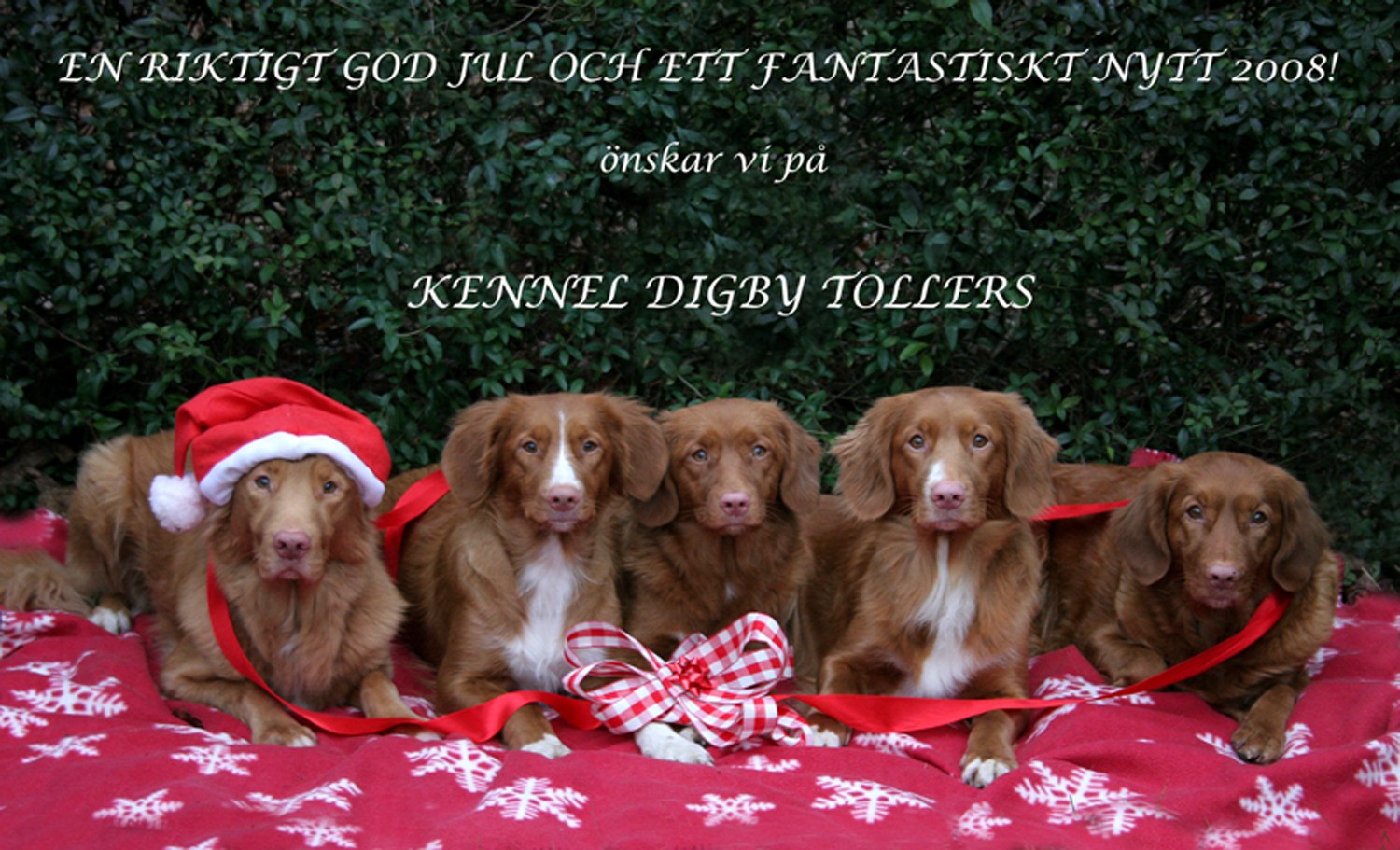 Digbytollers